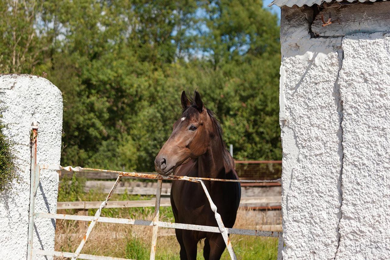 Coolcormack Stud B&B Dungarvan  Εξωτερικό φωτογραφία