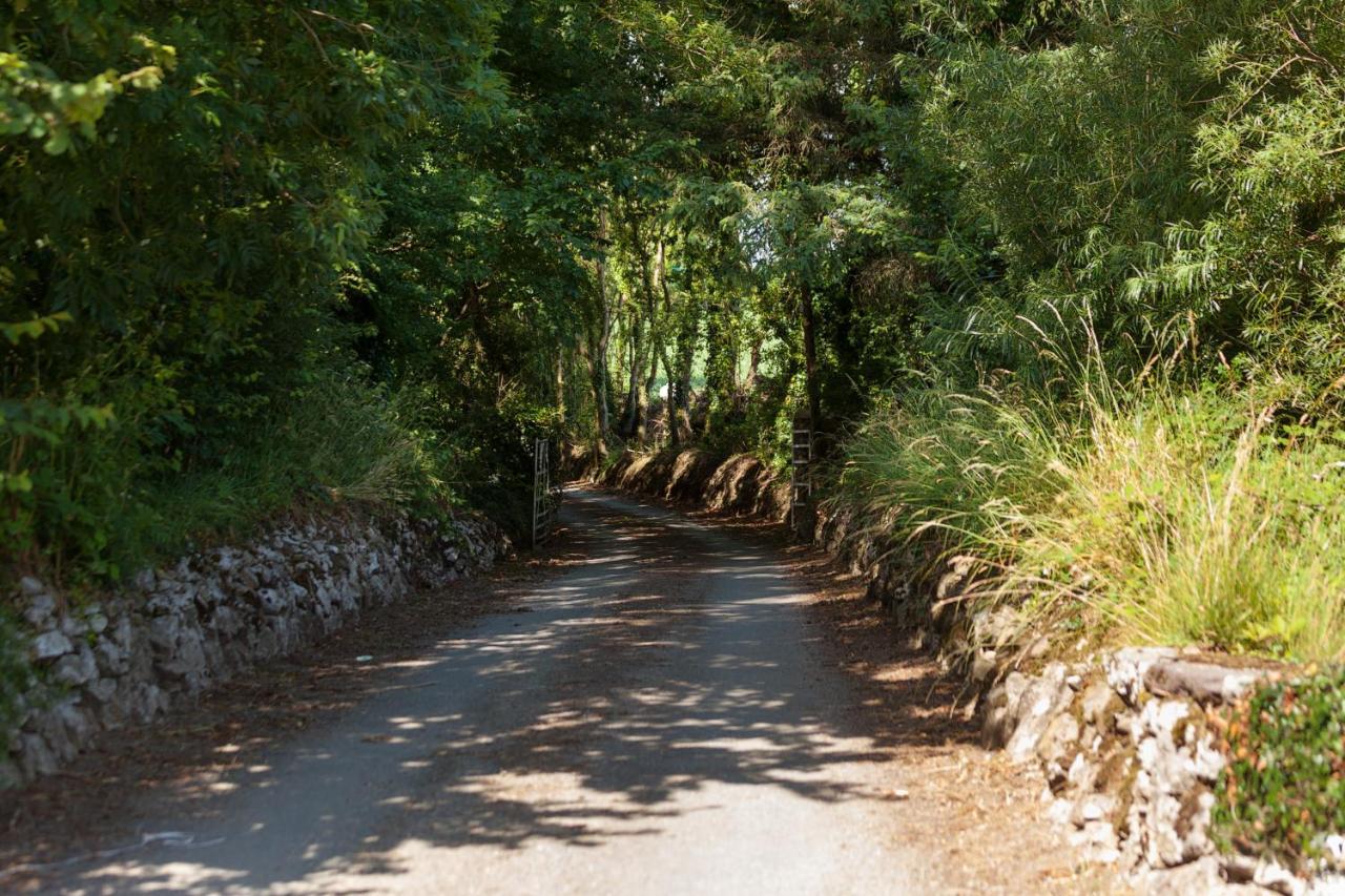 Coolcormack Stud B&B Dungarvan  Εξωτερικό φωτογραφία